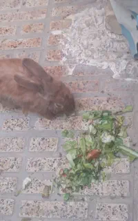 خرگوش نر و ماده