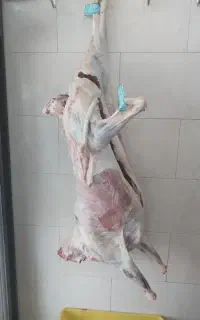 گوشت بره نر ممتاز فقط ۱.۵۰۰.۰۰۰ بدون‌ دنبه
