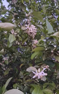 نگهداری باغ و باغچه