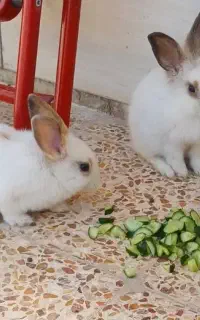 ۲ عدد خرگوش