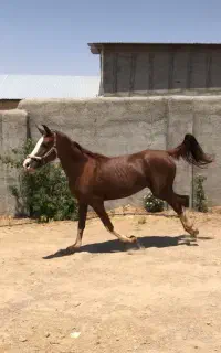 فروش  اسب مادیان عرب خالص