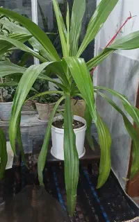 گل سوسن عنکبوتی اشک ملکه