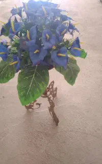 گل قشنگ ابی پایه دار
