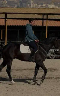 اسب ورزشی رشته پرش فروشی