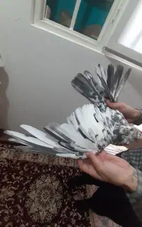 سرور کاکولی