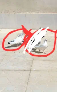 کبوتر