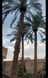 بریدن نخل هرس نخل گرته لقاح سمپاشی تقویت گردافشانی