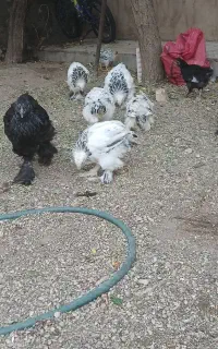 جوجه برهما اصل