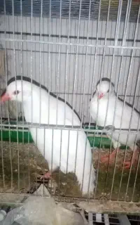 بلدرچین ک