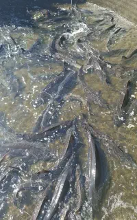کارگر پاره وقت پرورش ماهی
