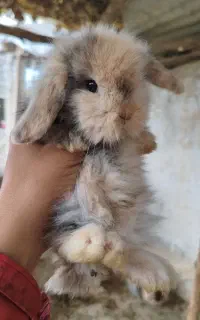 خرگوش لپ و آنگورا