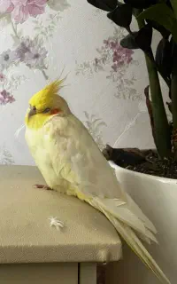 عروس هلندی گمشده در منطقه ۲۲