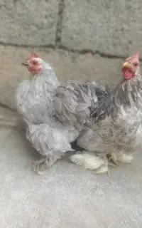 دو عدد مرغ و خروس کوشین