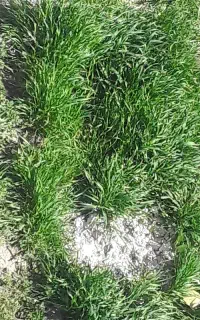 باغبانی درختکاری  علف چینی بیل باغ ودرخت