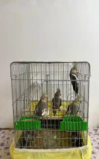 عروس هلندی ۹ماهه