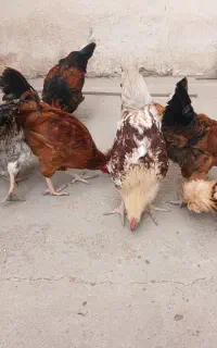 خروس محلی و سلطان