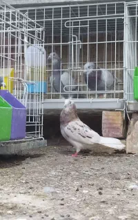 شازده هفت رنگ نر
