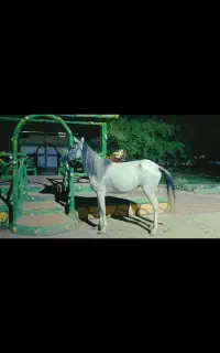 مادیون اسب