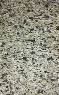 جو اصلی تازه تازه