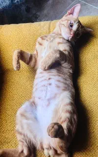 واگذاری گربه نر