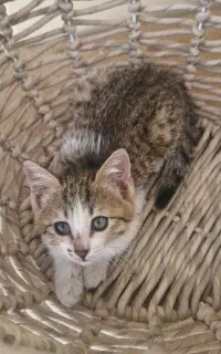 واگذاری بچه گربه dsh