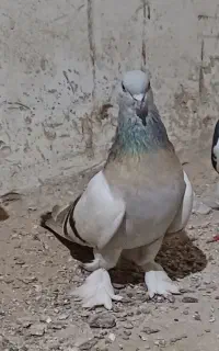 کبوتر ترکیه اویناق و طوقی نر