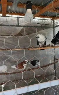 فروش کبوتر