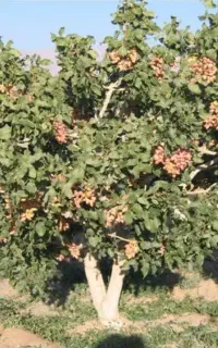 هرس کاری درختان و پیوند زدن