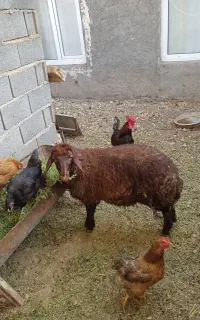 بره فروشی ماده
