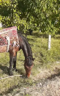 اسب فروشی