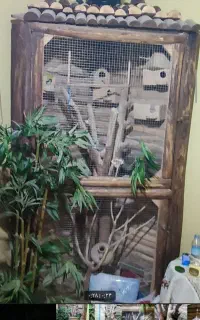 قفس چوبی کلبه ای