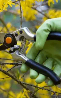 هرس درخت کنترات و روزمزد پذیرفته میشود