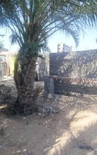 فروش نخل سالم وزنده
