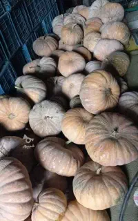 کدو محلی.