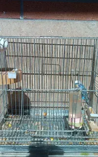 مرغ عشق با قفس