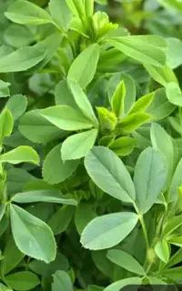 یونجه درجه یک