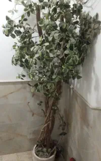 گل خارجی ودرختچه