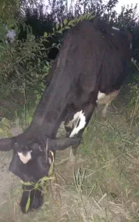 گاو