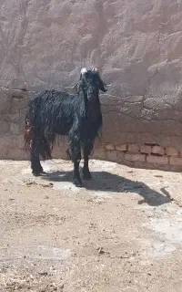 فروش نر بز