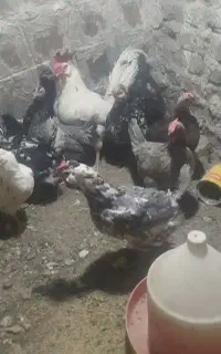 مرغ گلین