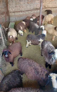 بره