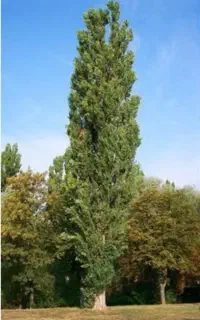 خرید انواع درخت