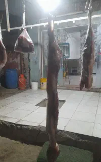 قصابی
