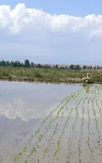 نشا زنی با دو دستگاه نشا کار6 ردیفه