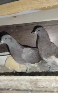 جوجه قاره