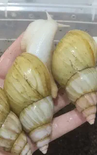 حلزون و خاویار حلزون تازه
