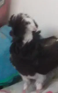 کبوتر گم شده