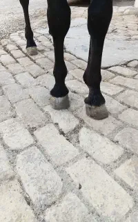 نعلبندی اسب