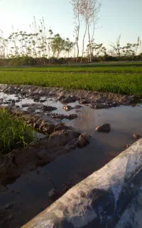 کود شیمیایی پتاس 50 کیلویی