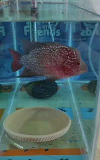 ماهی فلاور ماده